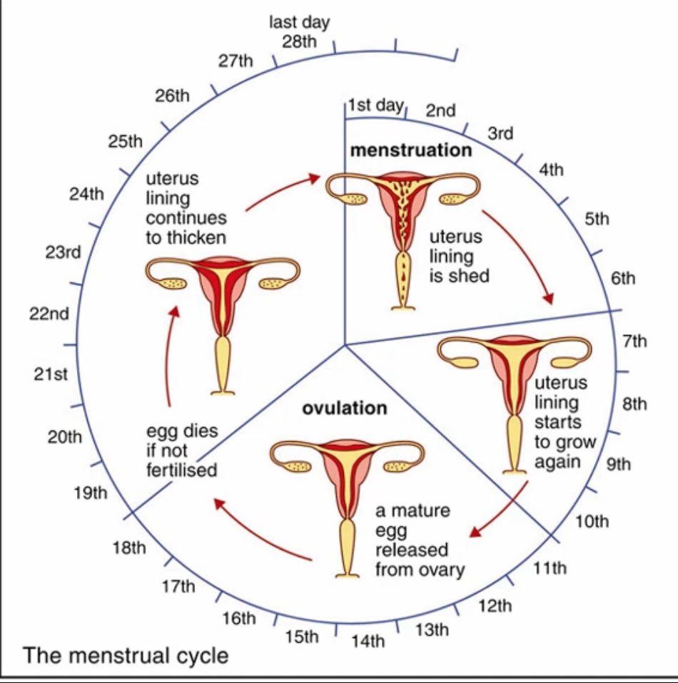 <ol><li><p>Follicular phase (Days 1–14): Begins on the first day of menstruation; involves growth of antral follicles and is dominated by oestradiol (E2) production from granulosa cells.</p></li><li><p class="p1">Luteal phase (Days 14–28): After ovulation, the follicle transforms into the corpus luteum (CL), which secretes progesterone, maintaining the endometrium and preparing for implantation.</p></li></ol><p></p>