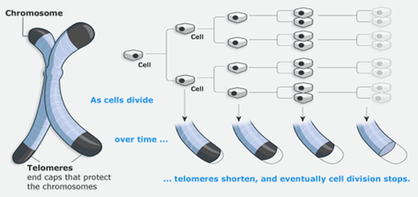 <p>The Hayflick limit is the number of times a cell can divide (approx. 60) before it can no longer divide, becoming senescent. Because this senescence is caused by telomere shortening, we call it Replicative Senescence.</p>