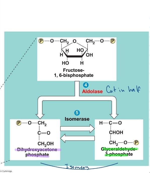 <p>glycolysis - step 4</p>