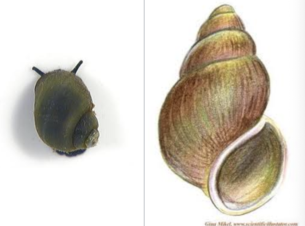 <p>importance: C1, clean, O2 rich waters</p><p>ecology: eaten by fish and leeches</p><p>life: develop from eggs, no CM</p><p>feeding: algae</p>