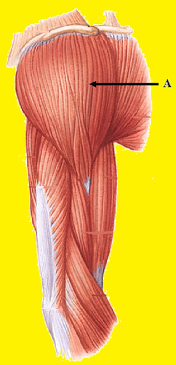 <p>abduction, flexion, and extension of arm</p>