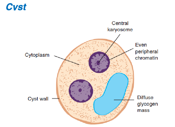 <ol><li><p>central</p></li><li><p>even </p></li><li><p>1-4</p></li><li><p>granular, round chromatoid bars, glycogen mass</p></li><li><p>normal </p></li></ol><p></p>