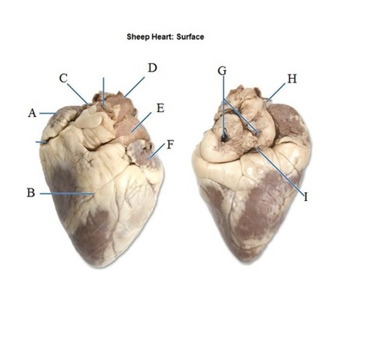 <p>E</p>