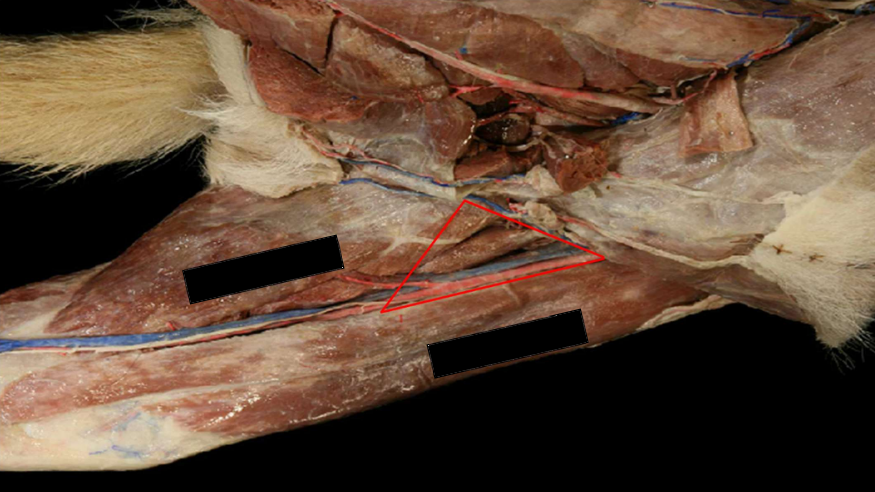 <p>Sartorius muscle cranially</p><p>Pectineus muscle caudally</p><p>Adductor muscle caudally</p><p>Body wall medially</p>