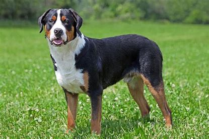 <p>Smaller but more protective than Bernese Mountain Dog </p>