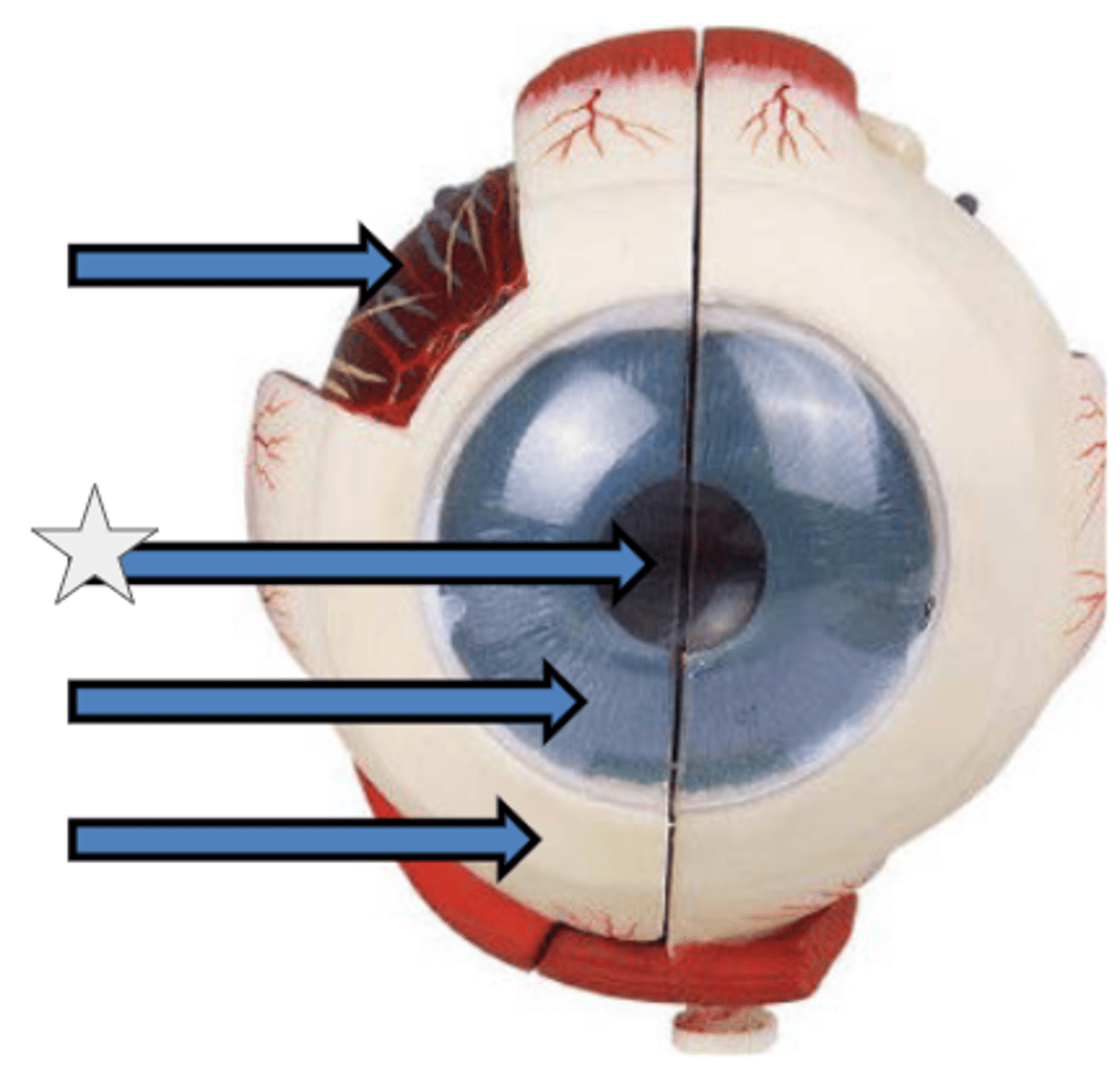 knowt flashcard image