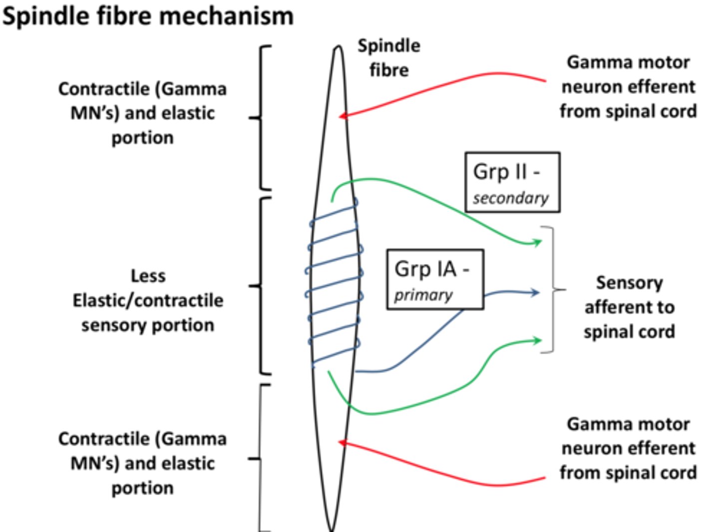 <p>Either end is a contractile and elastic portion which measures active stretch and the centre is less elastic/contractile sensory portion which measures the extent of the stretch, preventing overstretch</p>