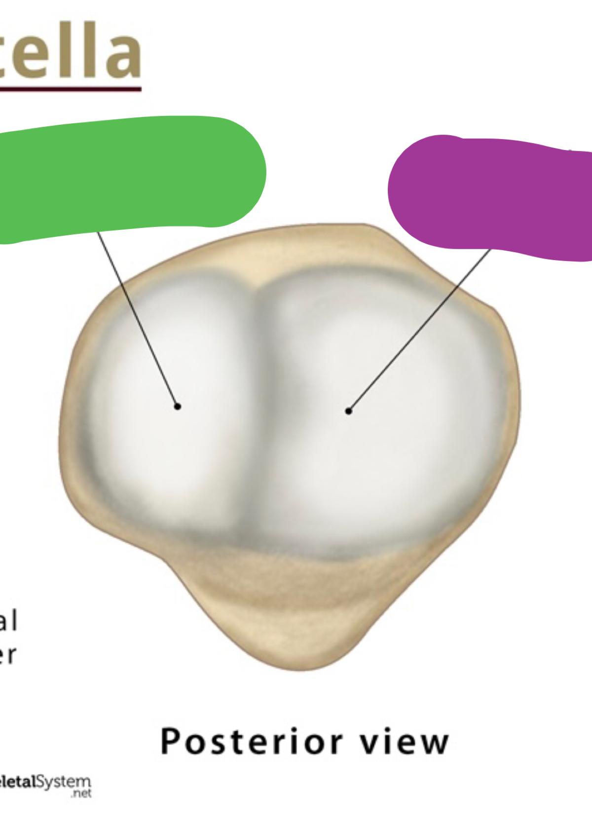 <p>Name the area on the green side (hint: think facet!)</p>