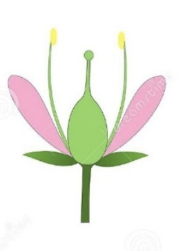 <p>What kind of ovary position is pictured?</p>