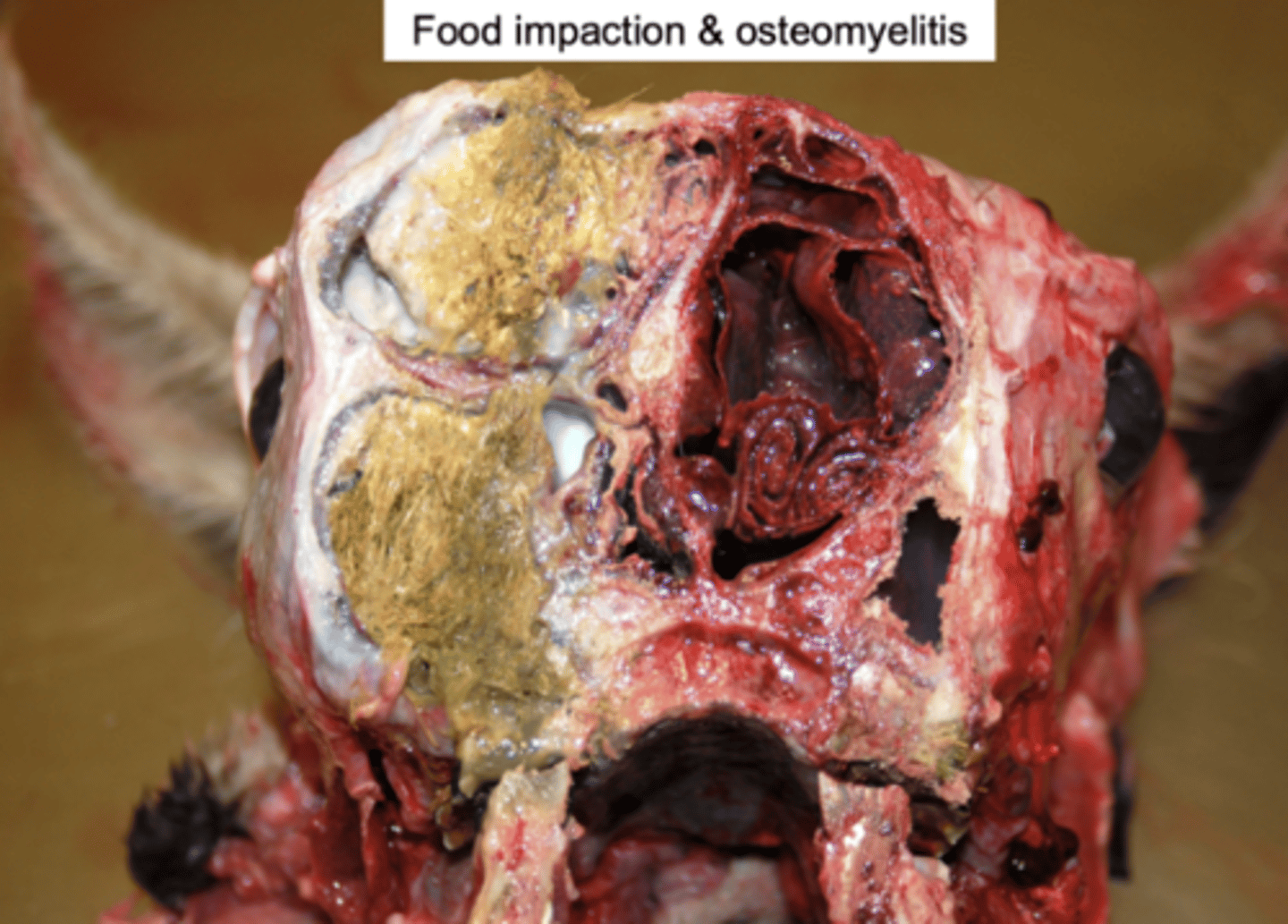 <p>- Leads to bacterial colonization, (tetanus or botulism in horses) acid production, demineralization</p><p>- Osteomyelitis of the jaw in severe cases</p><p>- Illthrift/off-feed</p><p>- Sepsis</p><p>- Painful mouth</p>