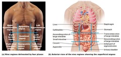 Nine divisions used primarily by anatomists