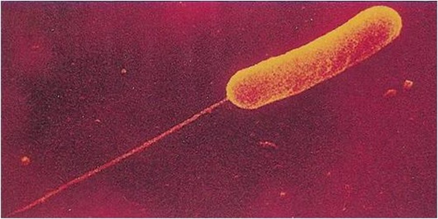 <p>contain one flagellum</p>
