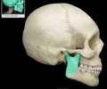 <p>vertical portion of the lower jaw that communicates with the skull</p>