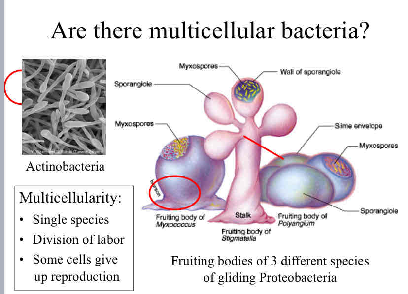 <p>Multicellular Bacteria</p>