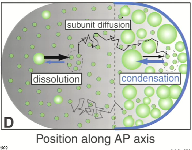 <ul><li><p>P-granules are found within embryonic development. Upon fertilization, they all move to one side of the cell (the germ line).&nbsp;</p></li><li><p>It was found that P-granules are not granules at all; they have liquid like properties.</p></li><li><p><strong>Multiassembles of proteins and other macromolecules are actually coming out of solution ONLY IN ONE PART OF THE EMBRYO (solution appears as vinegar droplets in oil)</strong></p></li><li><p>These are examples of phase transitions that take place within the cell</p></li><li><p>This is known as the formation of liquid liquid condensates (<strong>condensates of macromolecules that presumably function together to carry out a specific cell biological reaction</strong>)</p></li></ul><p></p>