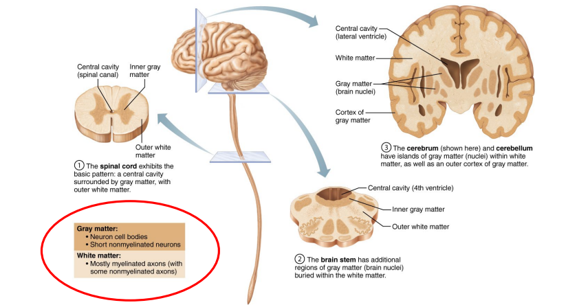 <p><strong>Grey Matter:</strong></p><ul><li><p>Made up of neuronal cell bodies, dendrites, and synapses.</p></li><li><p>Processing and decision-making (e.g., thinking, memory, sensory input).</p></li></ul><p></p><p><strong>White Matter:</strong></p><ul><li><p>Made up of axons covered in myelin (makes it look white).</p></li><li><p>Carries signals between grey matter regions.</p></li></ul><p></p>