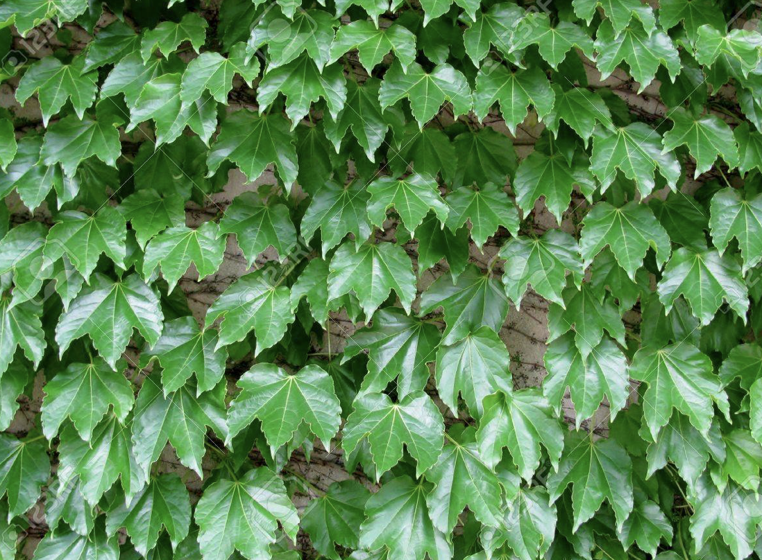 <p><em>Parthenocissus tricuspidata</em><span> </span></p>
