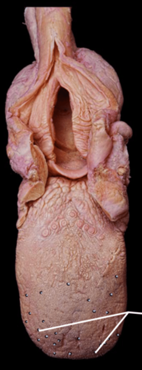 knowt flashcard image