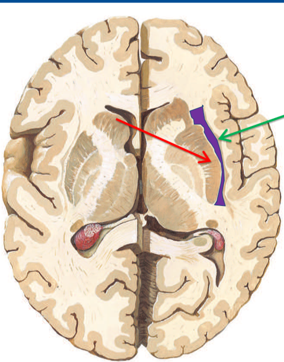 <p>What structure is highlighted purple? </p>