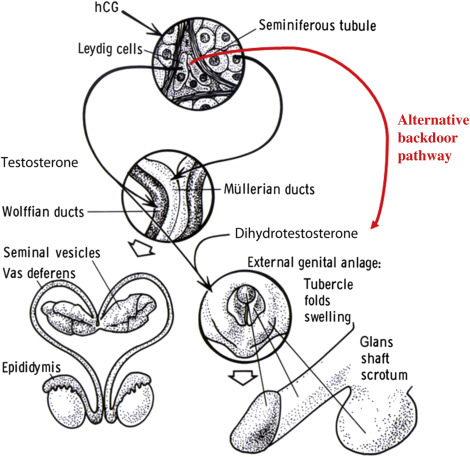 <p>In <strong>XY </strong>chromosomes, the Wolffion ducts become → (3 structures)</p>