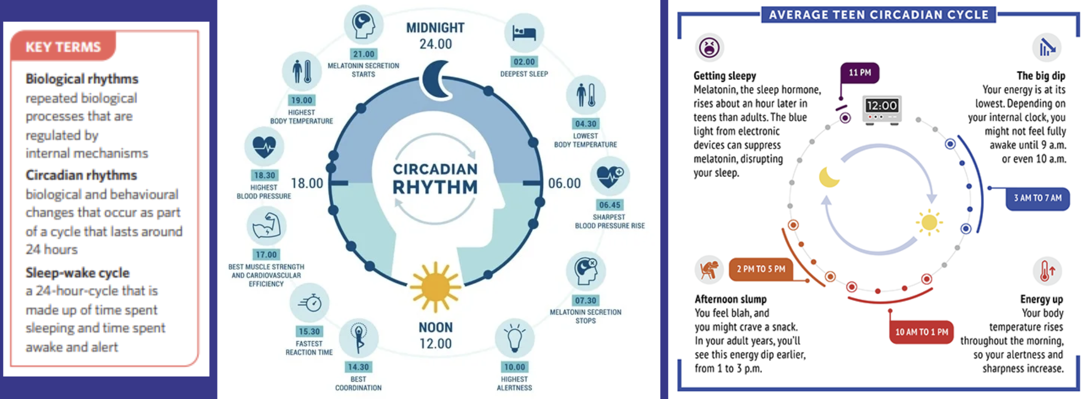 <p><span>Circadian rhythms are biological processes in all animals that <strong>coordinate the timing of activity of body systems over a 24-hour period.</strong></span></p>