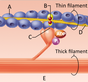 <p>Which protein is indicated by the letter A?</p><p>troponin</p><p>actin</p><p>myosin</p><p>keratin</p>