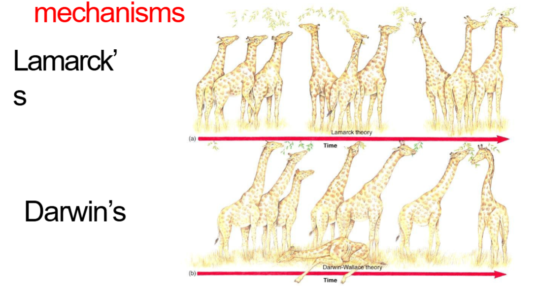 <p><span style=""><span>Lamarck : giraffes lengthened necks by</span></span><span style=""><br></span><span style=""><span>stretching</span></span><span style=""><br></span><span style=""><span>• Mechanism: acquired characteristic passed to offspring.</span></span><span style=""><br></span><span style=""><span>• Darwin: long-neck giraffes out compete short</span></span><span style=""><br></span><span style=""><span>necks</span></span><span style=""><br></span><span style=""><span>• Short neck giraffes died or don’t breed&nbsp;</span></span></p>