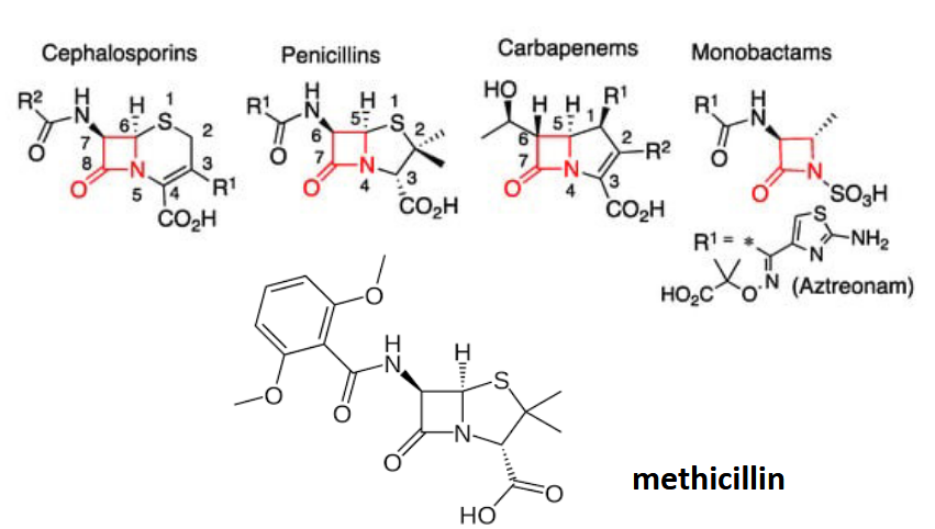 <p>most successful class of antibiotics; “suicide inhibitors’; square ring very reactive; substrate mimics (similar distances between backbone atoms in the terminal dipeptide and beta-lactams)</p>