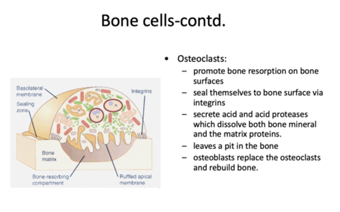 <p>osteoclasts</p>