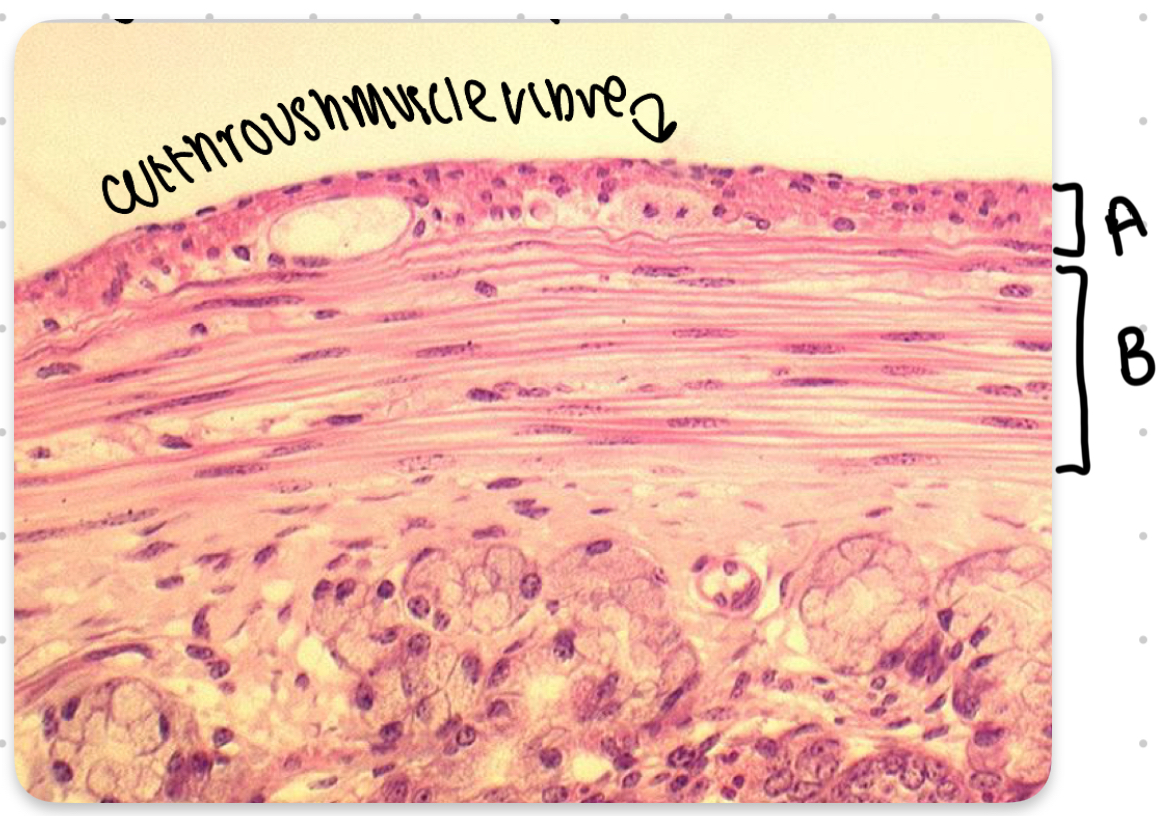 <p>This is smooth muscle duodenum, What is A?</p>