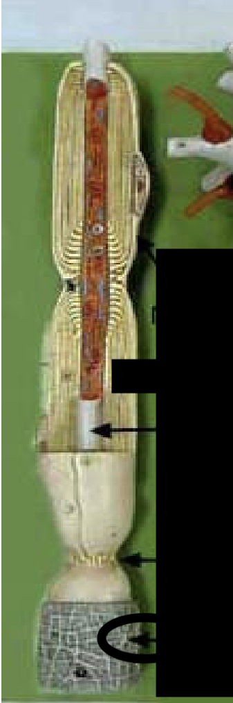 <p>What part of the neuron is this?</p>