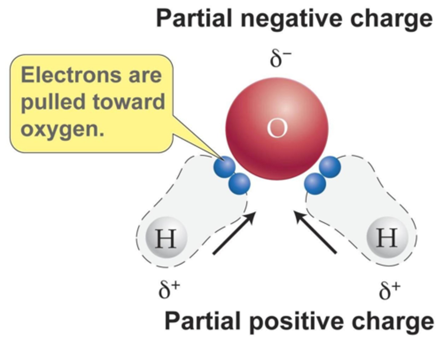 <p>Water is polar because</p><p>● oxygen is more electronegative than hydrogen</p><p>● attracting electron density more strongly</p><p>●creating a slight negative charge δ- on oxygen and a slight positive charge δ+ on hydrogen.</p>