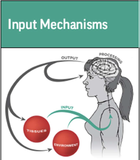 <p>what is input mechanisms ?</p>