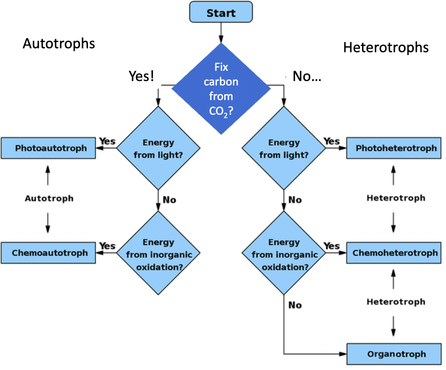 <p>photoautotrophs fix carbon from CO2 and get energy from light— not from inorganic oxidation. chemoautotrophs fix carbon from CO2 and get energy from inorganic oxidation— not from light </p>