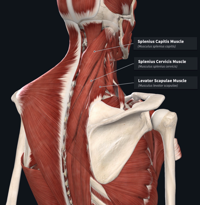 <p>Splenius Muscles NV</p>