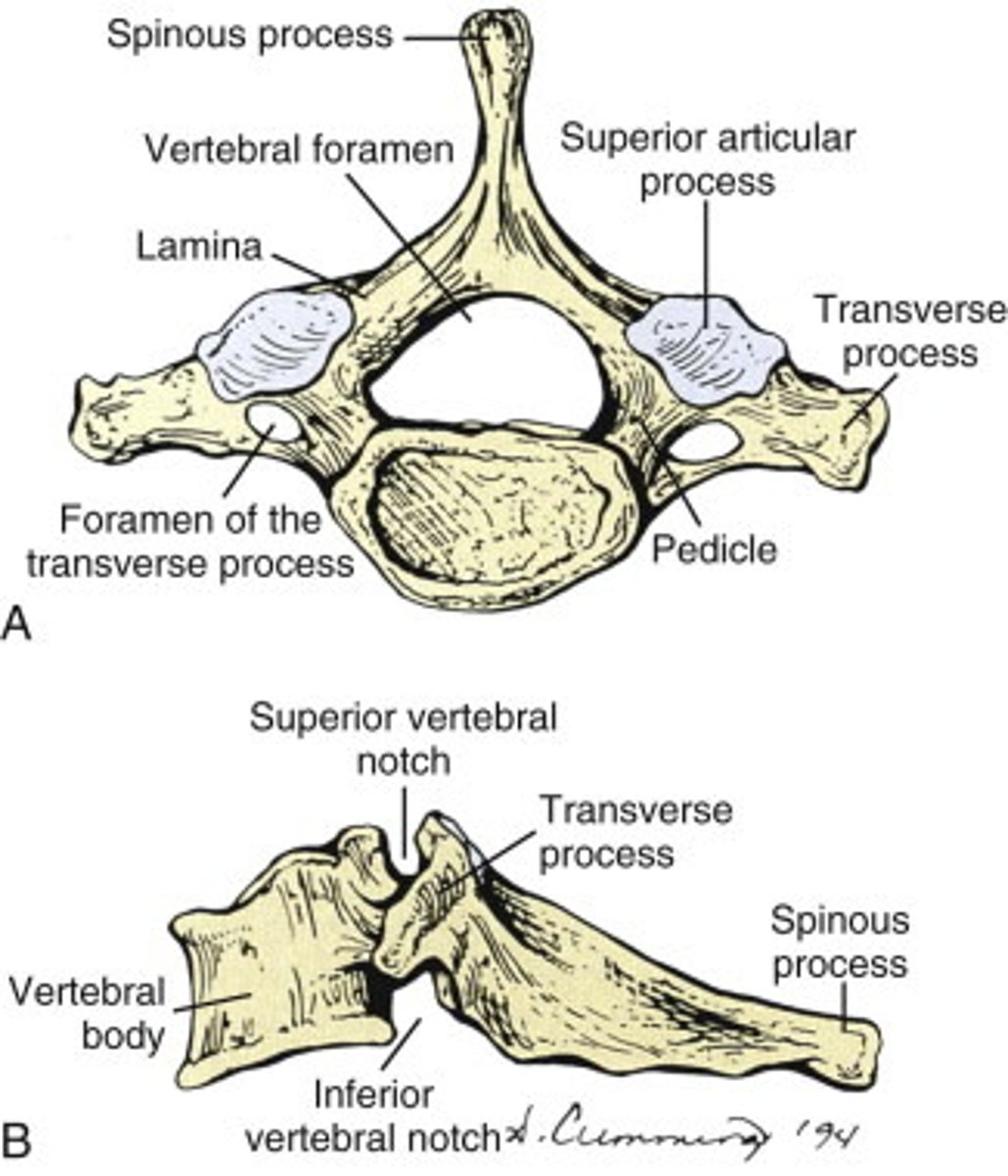 <p>body, spinous process, transverse process, vertebral foramen</p>