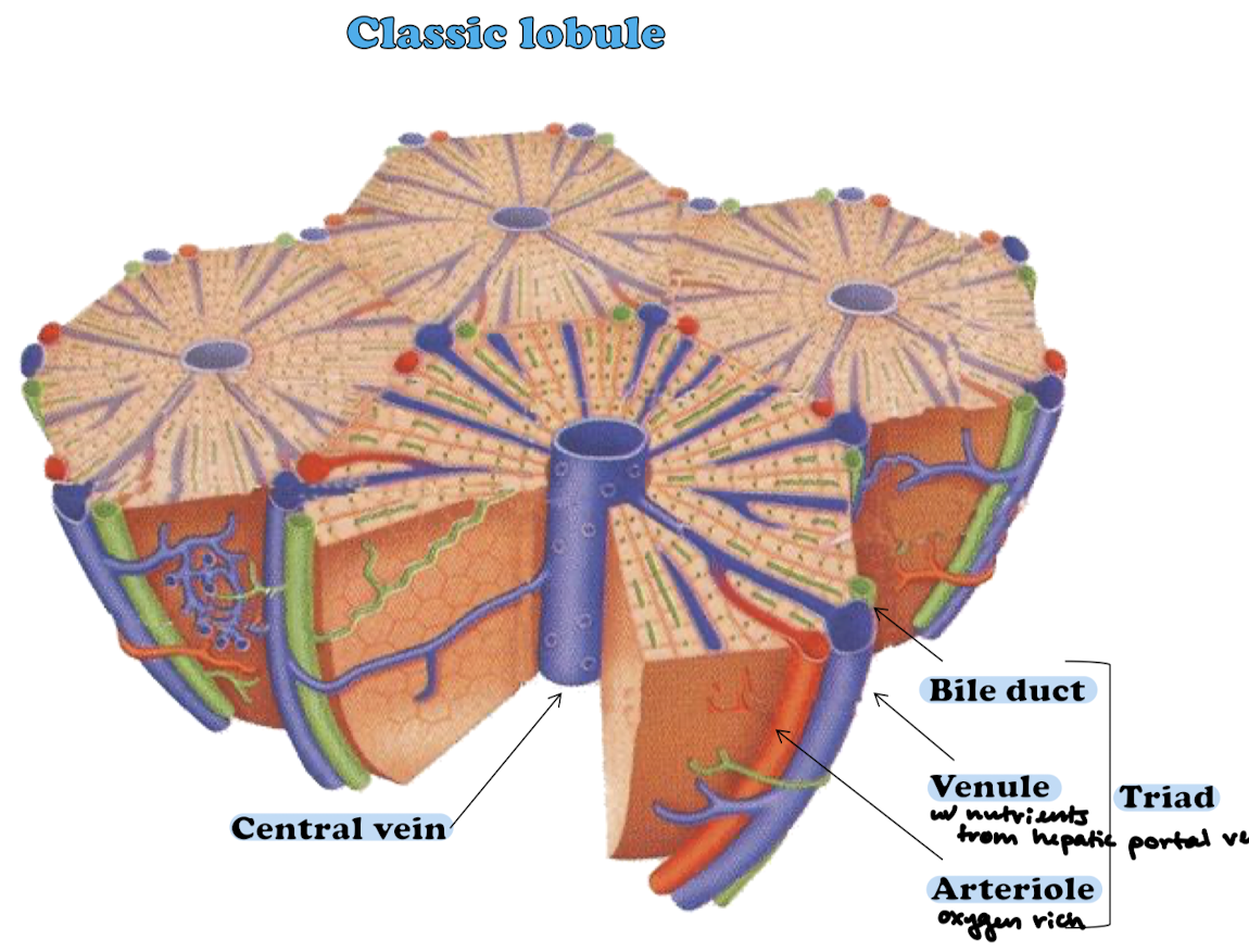 <p>Bile duct (cuboidal epithelium), venule (from hepatic portal vein), and arteriole (from hepatic artery)</p>