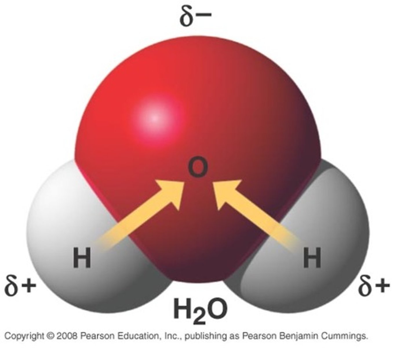 <p>- uncharged, but its electrons are unevenly distributed</p><p>- the unpaired electron in hydrogen pairs with one of the unpaired electrons in oxygen's outer shell to form a covalent bond</p><p>- the electrons in water's covalent bonds are pulled A LOT harder by the oxygen nucleus than they are by the hydrogen nucleus</p><p>- oxygen atom pulls bonding electrons so close, acquired a partial negative charge</p><p>- electrons pulled away from each hydrogen nucleus = acquire partial positive charge</p><p>- water can form hydrogen bonds with oxygen or nitrogen atoms in any molecule = excellent solvent</p>