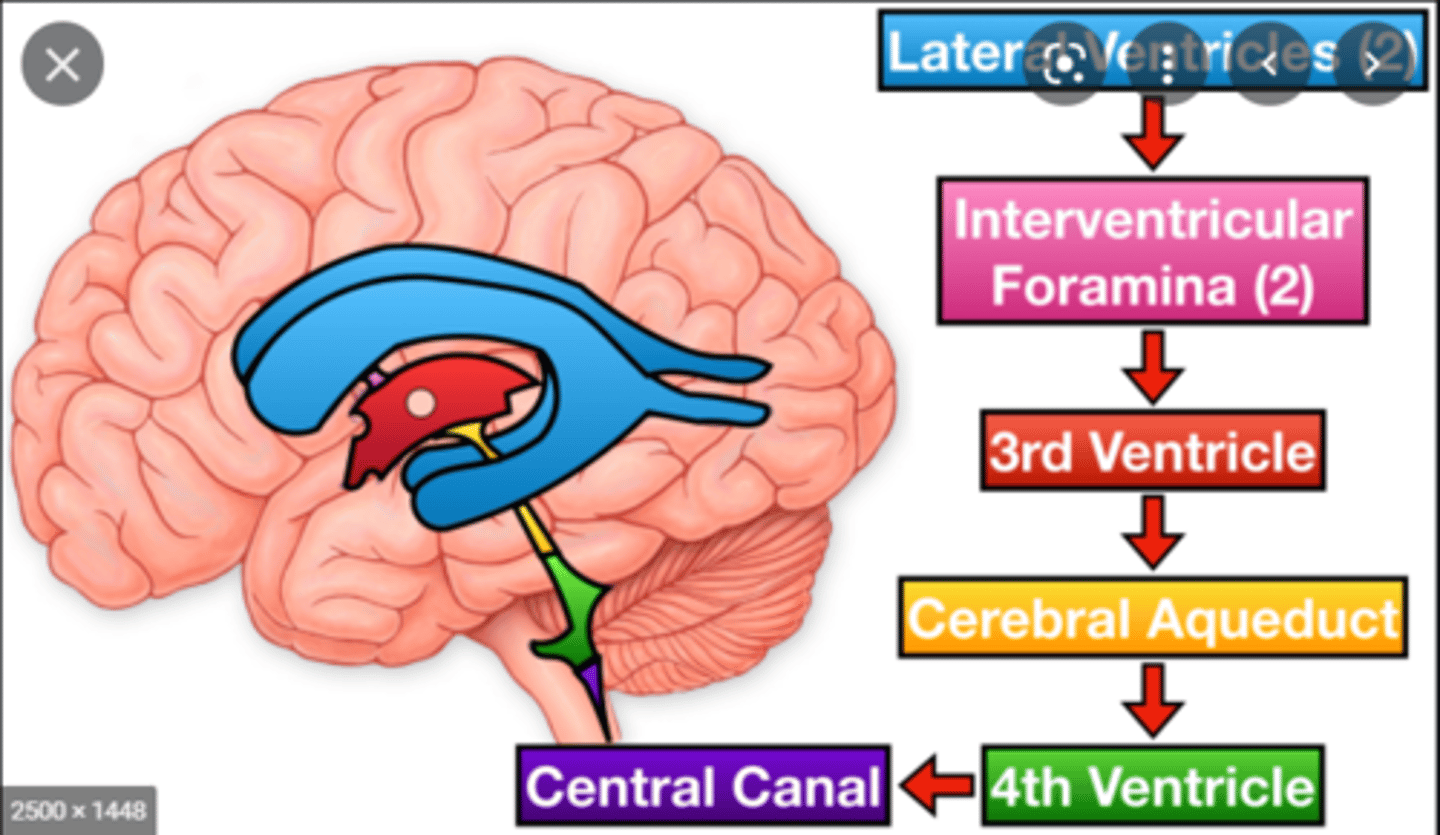 <p>- One in each cerebral hemisphere</p><p>- Joined by interventricular foramen (Monro)</p>