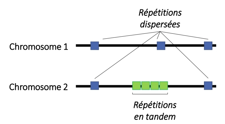 <p>Copie unique svt / +sieur <br>mm chromo/≠</p><p></p><p class="has-focus">vs</p><p class="has-focus"></p><p class="has-focus is-empty">gène unique “queu leu leu”</p><p class="has-focus is-empty">classé : nbr copie/L</p><p class="has-focus">→Satellite, Minisatellite, Microsatellite</p>