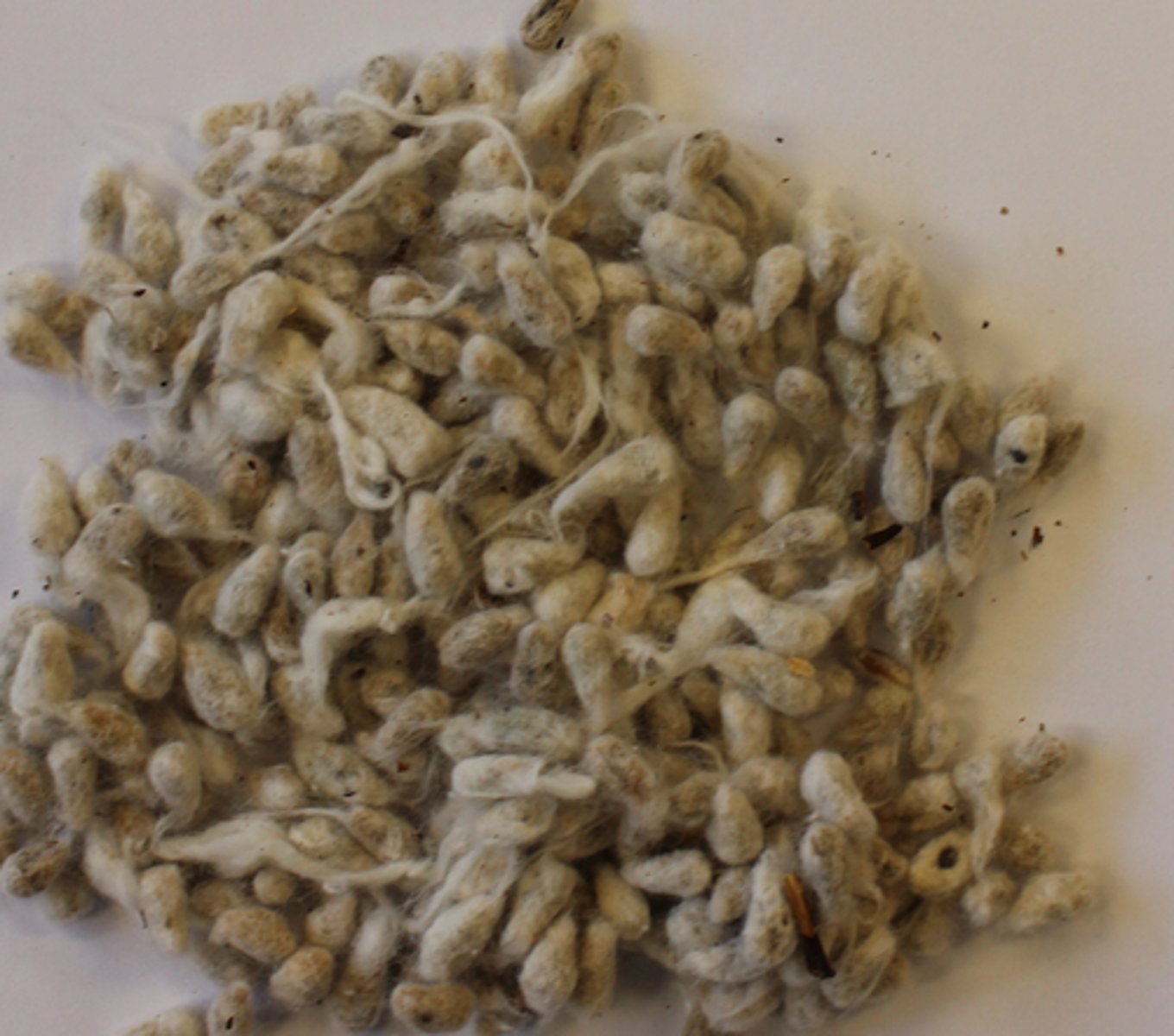 <p>what is the AAFCO category of this feed?</p>