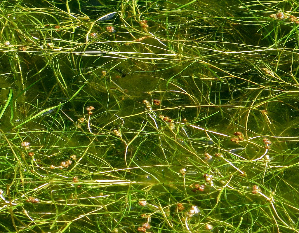 Widgeongrass