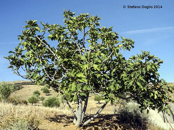 <p>Common fig (Invasive)</p>