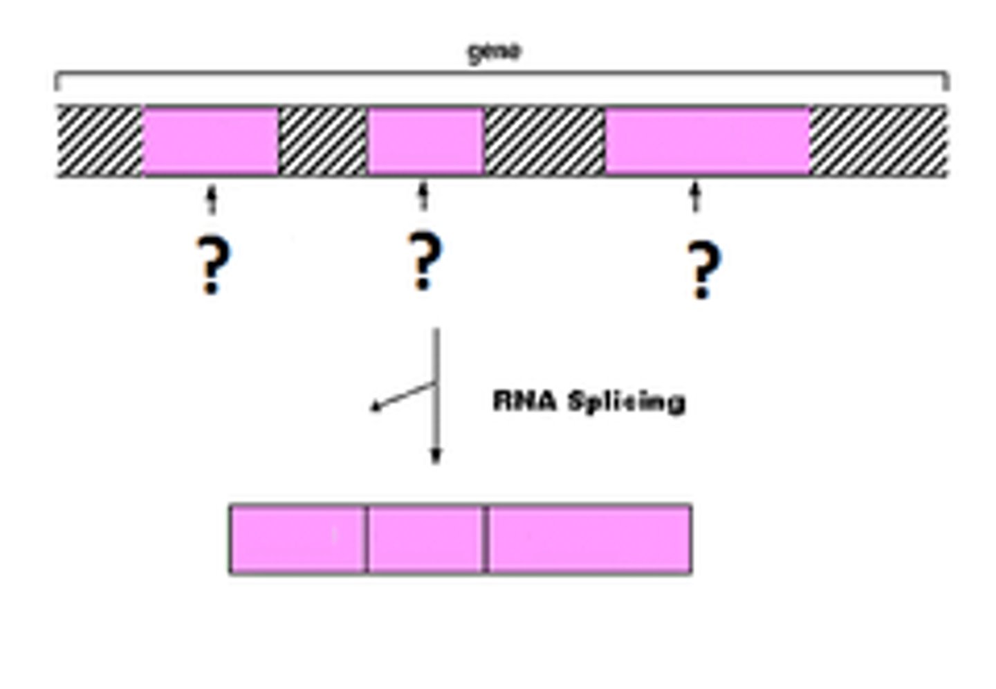 <p>Coding segments of the mRNA that are spliced together, creating the mature mRNA</p>