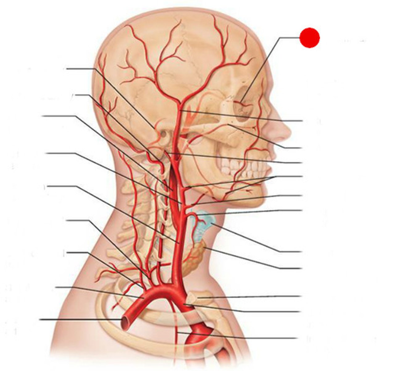 <p>supply the eyes, orbits, forehead, and nose with oxygenated blood</p>