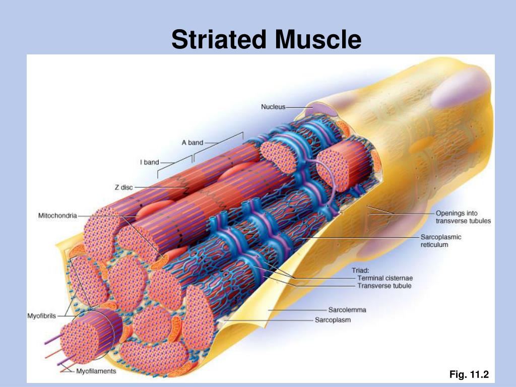 <p>Describe the regions of the striations in skeletal muscle. What makes up each region of the bands of striated muscles? </p>