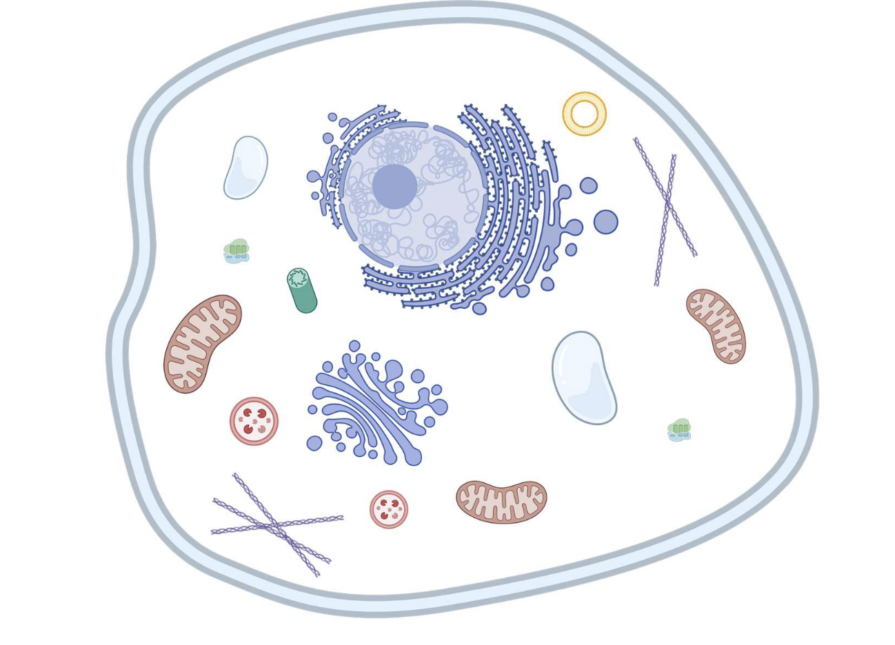 <p>Organisms whose cells have a membrane-bound nucleus and other organelles. </p>