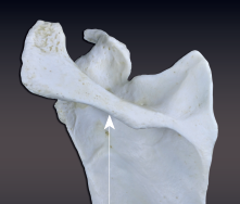 <p>a thornlike projection</p>