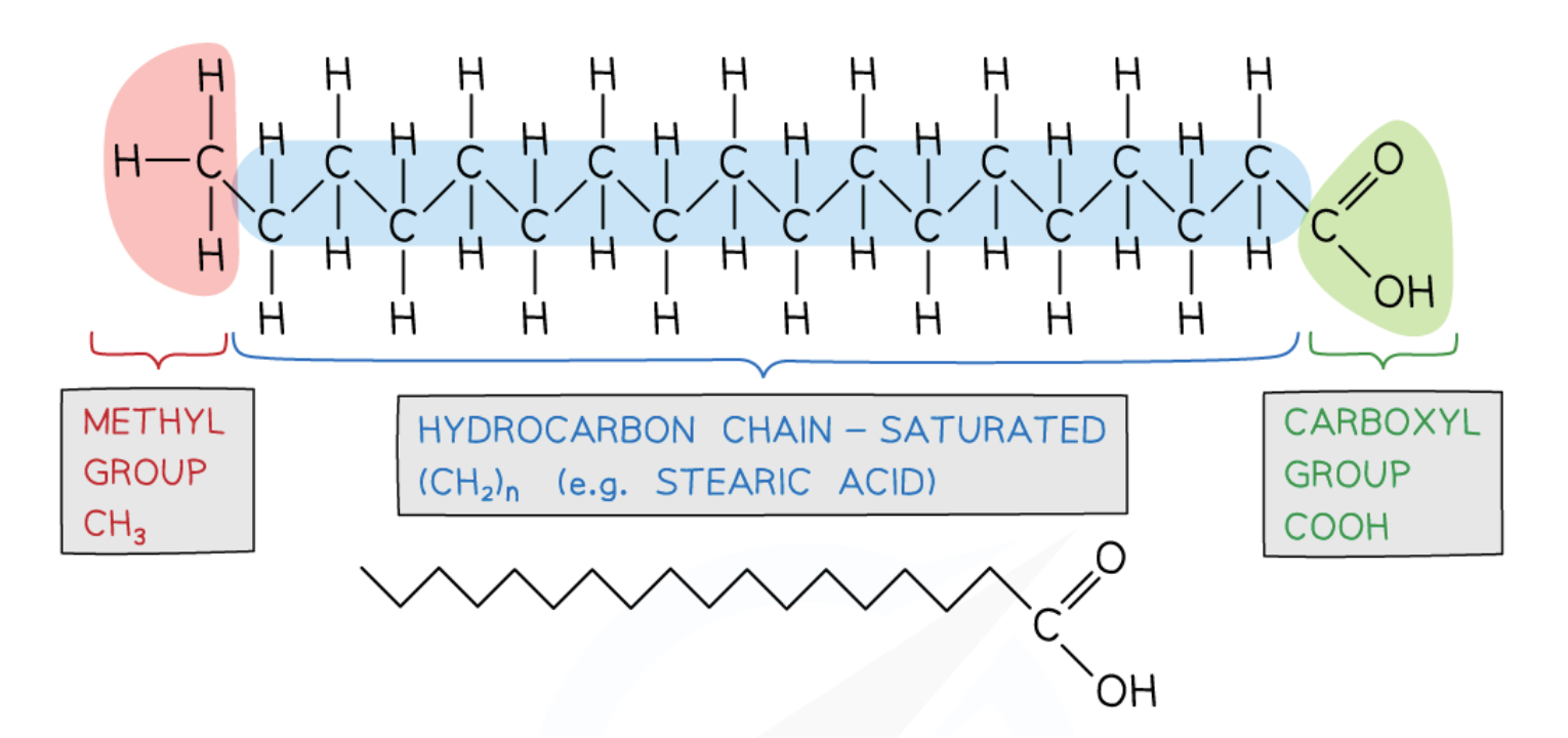<ul><li><p>no C=C double bonds in the hydrocarbon chain</p></li><li><p>mainly in animal fat</p></li></ul><p></p>