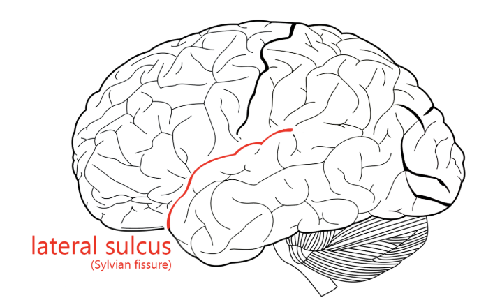 <p>lateral sulcus/fissure (AKA Sylvian fissure)</p>